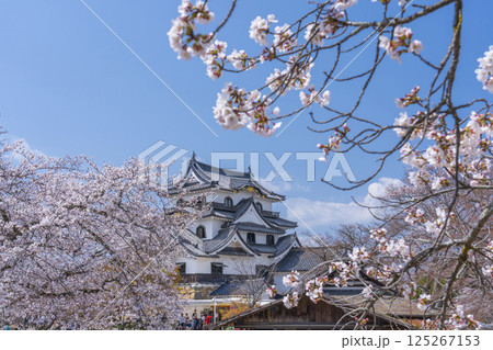 彦根城天守と満開の桜 125267153