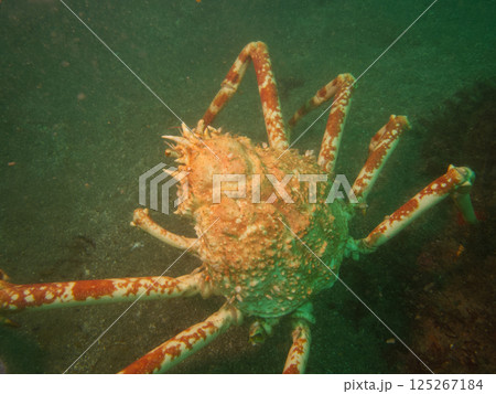 海底を歩く大きなカニのタカアシガニ 海底を歩く大きなカニのタカアシガニ 125267184