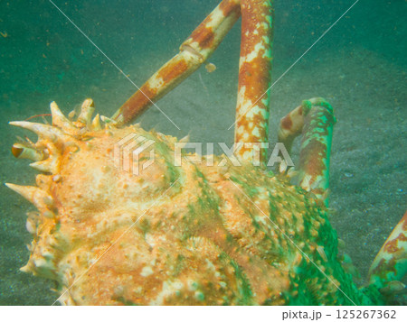 海のタカアシガニに付着するヒメエボシ 125267362