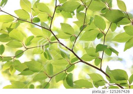 自然 植物 アブラチャン、四月半ば。花が終わり瑞々しい若葉が木陰を作る② 自然 植物 アブラチャン、四月半ば。花が終わり瑞々しい若葉が木陰を作る② 125267426