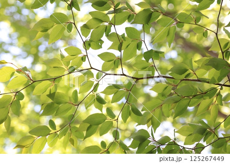 自然　植物　アブラチャン、四月半ば。花が終わり瑞々しい若葉が木陰を作る① 125267449