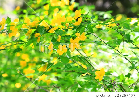 満開のヤマブキ（山吹）の花 125267477