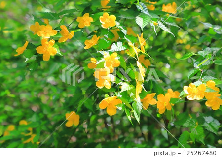 満開のヤマブキ（山吹）の花 125267480