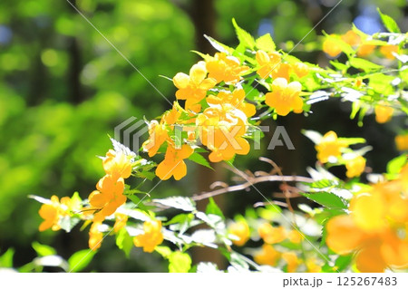 満開のヤマブキ(山吹)の花 満開のヤマブキ(山吹)の花 125267483