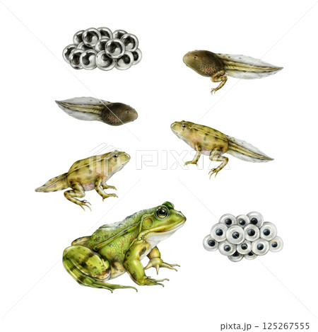 Frog stage development realistic painted set. Hand drawn frog, spawn, tadpole watercolor illustration set. Amphibian life cycle element collection on white background Frog stage development realistic painted set. Hand drawn frog, spawn, tadpole watercolor illustration set. Amphibian life cycle element collection on white background 125267555