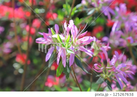 薄紫色のツツジ ハナグルマ(花車) 薄紫色のツツジ ハナグルマ(花車) 125267638