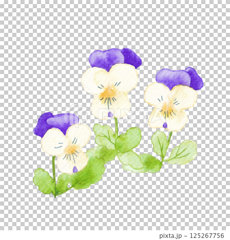 中提琴花的水彩插圖 125267756