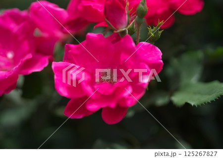 バラまつり 125267827