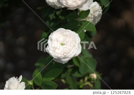 バラまつり 125267828