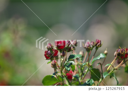 バラまつり バラまつり 125267915