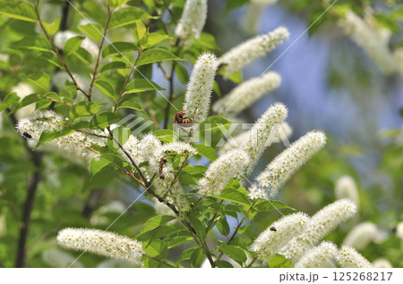 初夏の里山に咲くウワズミザクラ　上澄桜　上溝桜 125268217