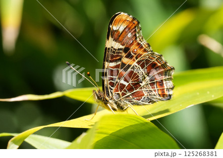 Closeup on a colorful European map butterfly, Araschnia levana with closed wings in the garden 125268381