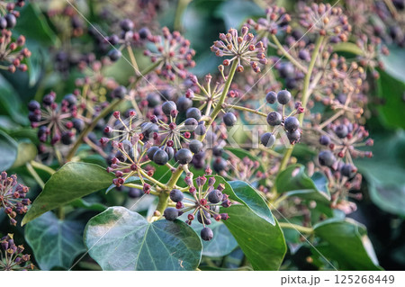 Closeup on the black berries of the Common ivy, Hedera helix 125268449