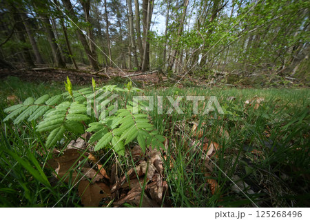 An isolated emerging young Mountain ash shrub, Sorbus aucuparia in a forest setting 125268496