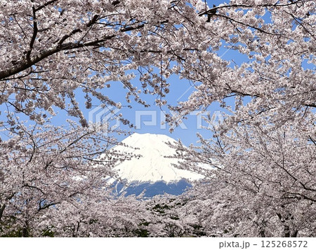 満開の桜に囲まれた富士山 125268572