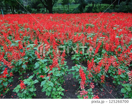 サルスベリ 125268700