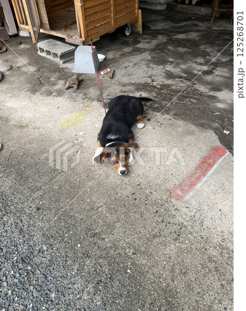 人懐っこいビーグル犬 125268701