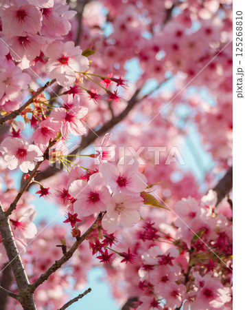 一面に広がる美しい濃いピンク色の桜② 125268810