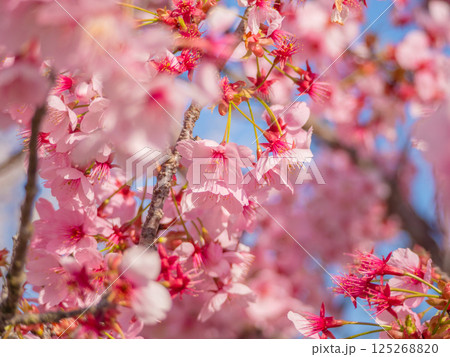 一面に広がる美しい濃いピンク色の桜⑩ 125268820