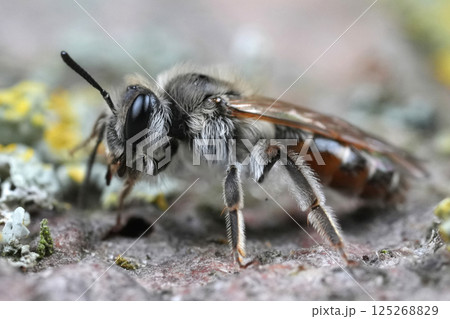 Detailed closeup on a female red-bellied miner mining bee, Andrena ventralis Detailed closeup on a female red-bellied miner mining bee, Andrena ventralis 125268829