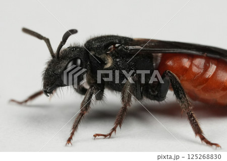 Colorful detailed closeup on a large red blood bee , Sphecodes albilabris on white background Colorful detailed closeup on a large red blood bee , Sphecodes albilabris on white background 125268830