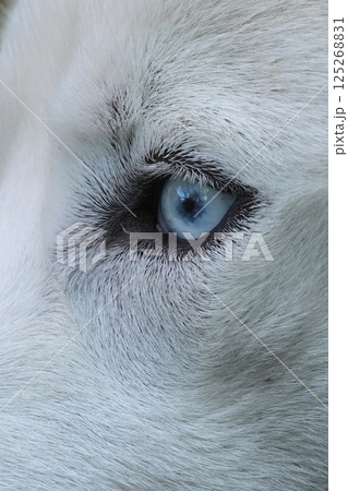 Close-up of a majestic Siberian husky eye, its light blue iris contrasting against the soft white fur, creating an ethereal feel. Close-up of a majestic Siberian husky eye, its light blue iris contrasting against the soft white fur, creating an ethereal feel. 125268831