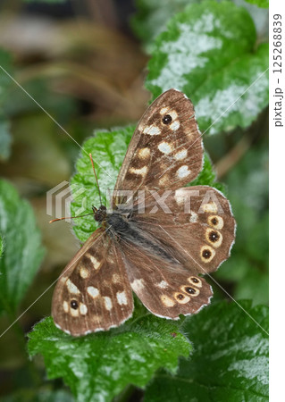 Vertical closeup on a Speckled wood butterfly, Pararge ageria Vertical closeup on a Speckled wood butterfly, Pararge ageria 125268839