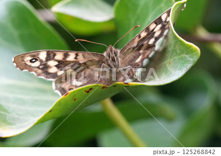 Facial closeup on the Brown speckled butterfly, Pararge aegeria with spread wings 125268842