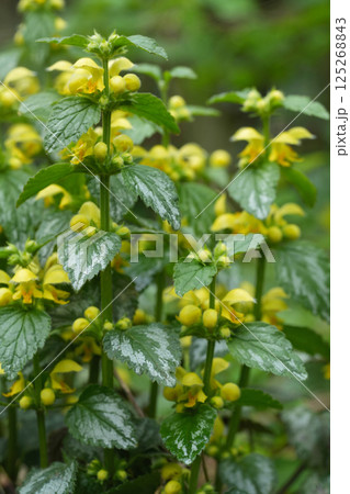 Vertical closeup on a flowering Yellow archangel wildflower, Lamium galeobdolon 125268843