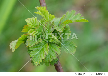 Close-up of vibrant green leaves sprouting from a twig, showcasing new growth and the delicate beauty of nature. 125268844