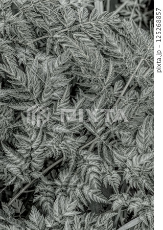 Monochrome meadow: Lush fern leaves in close-up, intricate foliage pattern creating a serene botanical vista. Monochrome meadow: Lush fern leaves in close-up, intricate foliage pattern creating a serene botanical vista. 125268857