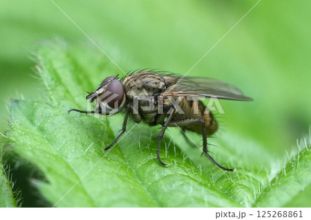 Detailed closeup on a Root-Maggot Fly , Leucophora perched on a green leaf in the garden Detailed closeup on a Root-Maggot Fly , Leucophora perched on a green leaf in the garden 125268861