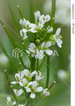 Vertical closeup on the fragile white flowers of the Flexuous or Wavy Bittercress, Cardamine flexuosa Vertical closeup on the fragile white flowers of the Flexuous or Wavy Bittercress, Cardamine flexuosa 125268862