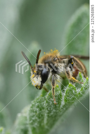 Closeup on a colorful cute red girdled mining bee, male Andrena labiata , sitting on the tip of a grey-colored plant 125268865