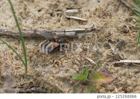 Closeup on a large hairy, bivoltine Tachinid fly, Tachina fera resting on the ground 125268866