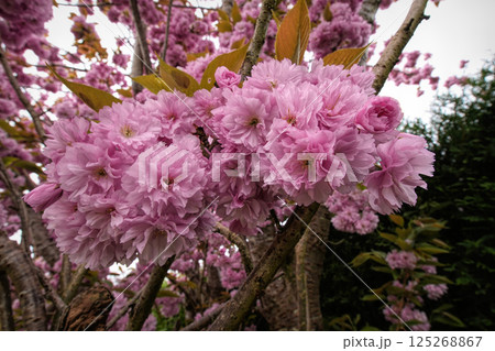 Close up of pink, clustered cherry blossoms on a tree branch, showcasing delicate petals in a garden setting. 125268867