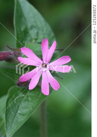 Closeup on a red campion Silene diocia wildflower 125268872