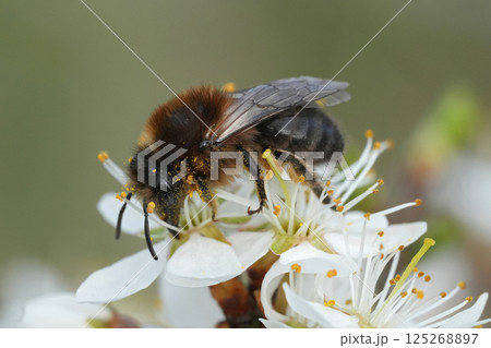 Closeup on a small red bellied miner mining bee, Andrena ventralis on a yellow dandelion flower 125268897