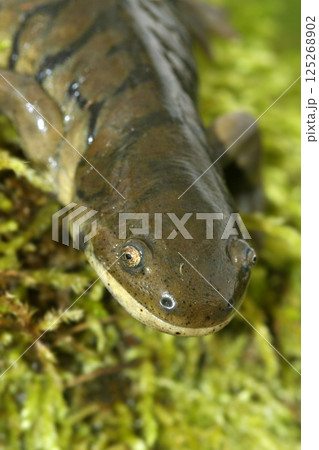 Vertical closeup on an adult Barred tiger salamander, Ambystoma mavortium Vertical closeup on an adult Barred tiger salamander, Ambystoma mavortium 125268902