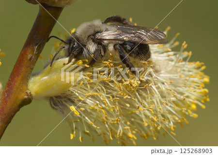 Closeup on a female Grey-backed mining bee, Andrena vaga collecting pollen from a Goat Willow Closeup on a female Grey-backed mining bee, Andrena vaga collecting pollen from a Goat Willow 125268903