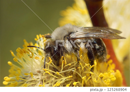Closeup on a female Grey-backed mining bee, Andrena vaga collecting pollen from a Goat Willow 125268904