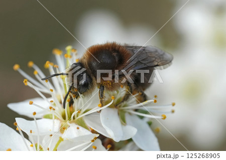 Closeup on a small red bellied miner mining bee, Andrena ventralis on a yellow dandelion flower 125268905