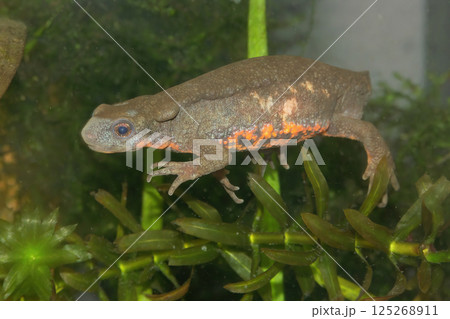 Closeup on a colorful male Japanese fire-bellied newt , Cynops pyrrhogaster Closeup on a colorful male Japanese fire-bellied newt , Cynops pyrrhogaster 125268911