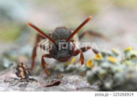 Closeup on a female Early nomad bee , Nomada leucophthalma 125268914
