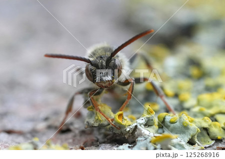 Closeup on a male cleptopoaraite Early nomad bee , Nomada leucophthalma Closeup on a male cleptopoaraite Early nomad bee , Nomada leucophthalma 125268916
