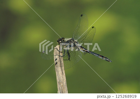 Closeup on a black meadowhawk dragonfly, Sympetrum danae, sitting on a twig with open wings 125268919