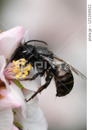 Closeup on a European orchard mason bee, Osmia cornuta drinking nectar from a cherry flower 125268922