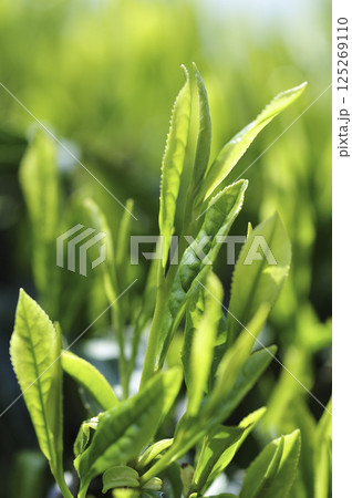 初夏の茶畑の新茶の芽吹き 125269110