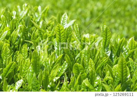 初夏の茶畑の新茶の芽吹き 初夏の茶畑の新茶の芽吹き 125269111