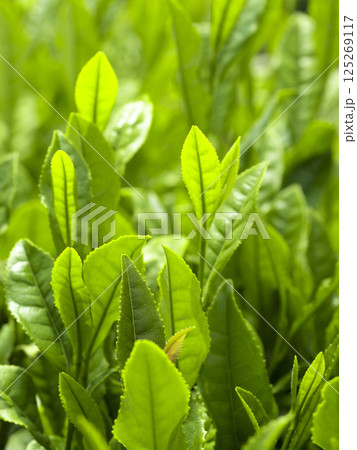 初夏の茶畑の新茶の芽吹き 初夏の茶畑の新茶の芽吹き 125269117